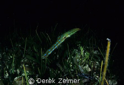 Curious bluespotted cornetfish. Night shot, Graham's Harb... by Derek Zelmer 